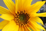 Fée et bouquet