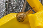 Tournesols