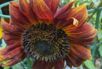 Tournesol