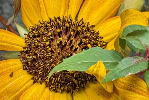 Tournesol