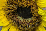 Tournesol