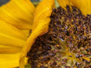Tournesol