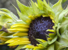 Tournesol