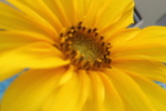Tournesol