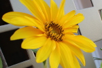 Tournesol