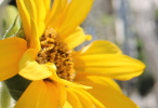 Tournesol balcon