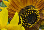 Tournesol
