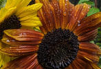 Pluie et tournesol