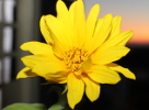 Tournesol balcon