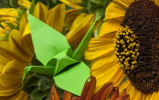 Tournesol