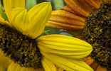 Tournesols