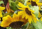 Tournesol