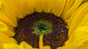 Tournesol