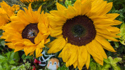 Tournesol